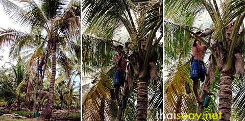 Отбеливатель в кокосовом сахаре, и другие подробности о нем же