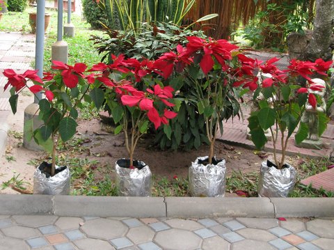 cristmasflower.JPG