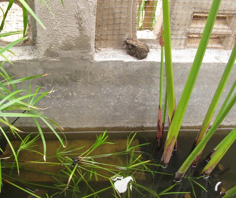 frogs3